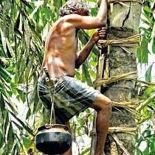 Traditional Palm Harvesting